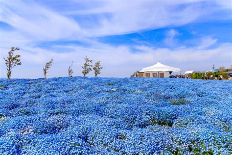 題目:玉合公園怎麼樣 今年夏天，我們可以一起去看花海嗎?